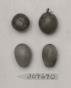 Click for 1 image(s) for this accession. FRUIT